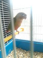 Mâle conure cinamon 2025 non élevée main, Animaux & Accessoires, Mâle