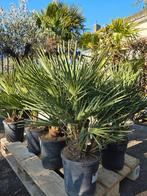 Europese dwergpalm - Chamaerops Humilis, Tuin en Terras, Ophalen