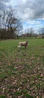 Bleu de main ooi met ooilam, Dieren en Toebehoren, Schapen, Geiten en Varkens