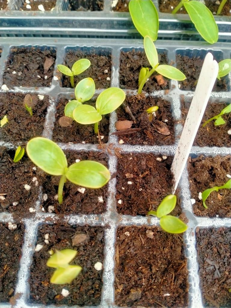 watermeloen, Ophalen