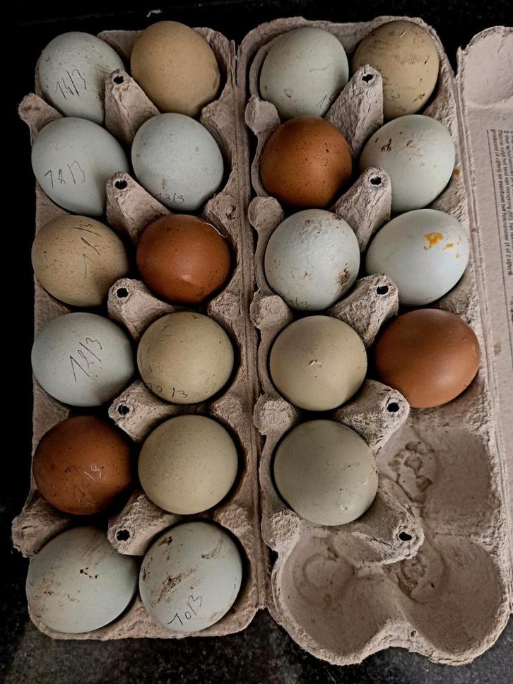 Olijflegger eieren, Animaux & Accessoires, Volatiles