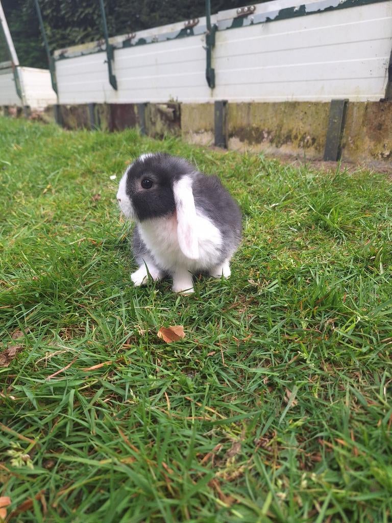 Jonge minilop konijntjes vrouwtjes, Animaux & Accessoires, Lapins, Oreilles tombantes