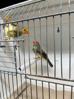 Binsenastrilde koppel, Dieren en Toebehoren