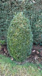 Buxus kegel ca 80 cm hoog, Ophalen, Buxus, Struik, Minder dan 100 cm