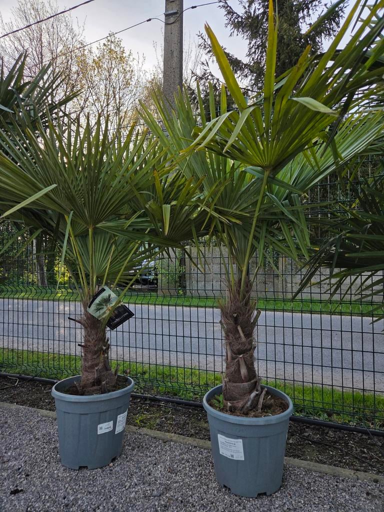 Winterharde palmboom Trachycarpus Fortunei, Tuin en Terras, Planten | Bomen, Ophalen, Halfschaduw, Palmboom