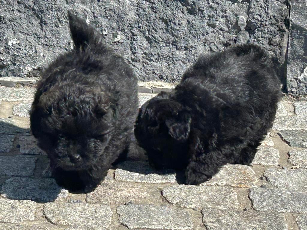 Pomapoo reu, Animaux & Accessoires, Chiens | Chihuahuas & Chiens de compagnie, Chien (mâle), Caniche, Belgique, Plusieurs