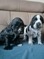 Engelse Cocker Spaniël pups, Dieren en Toebehoren, Parvo, België, Fokker | Hobbymatig, 8 tot 15 weken