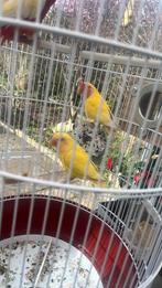 Oiseaux Roseicolli, Animaux & Accessoires, Oiseaux | Perruches & Perroquets, Plusieurs animaux