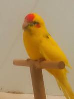 Jonge kakariki parkieten, Dieren en Toebehoren, Vogels | Kanaries