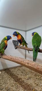 3 mooie jongen loris van de blauwe bergen., Dieren en Toebehoren, Mannelijk, Parkiet, Geringd