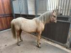 Palomino merrie, Dieren en Toebehoren, Merrie, Met stamboom, 0 tot 2 jaar, C pony (1.27m tot 1.37m)