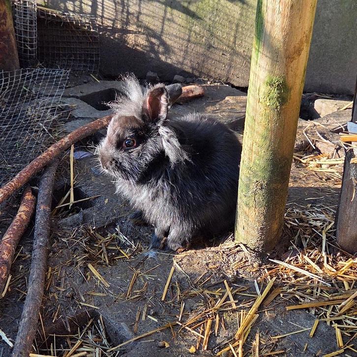 Dwergkonijn (man) zoekt leuke thuis, Dieren en Toebehoren, Konijnen