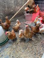 Kriel kippen, Dieren en Toebehoren, Pluimvee, Meerdere dieren, Kip