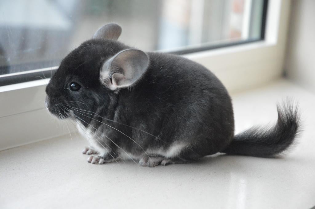 chinchilla zusjes, Dieren en Toebehoren, Knaagdieren, Vrouwelijk, Chinchilla, Februari
