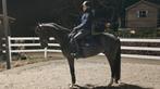 5 jarig spring/ recreatiepaard, Animaux & Accessoires, Chevaux, B, Hongre, 165 à 170 cm, Avec pedigree