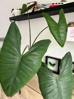 Alocasia Zebrina 1m, Autres espèces, Enlèvement, 100 à 150 cm, Plante verte