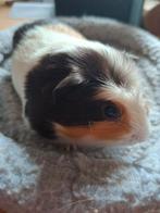 Cavia zeugje te koop, Dieren en Toebehoren, Januari, Vrouwelijk, Cavia