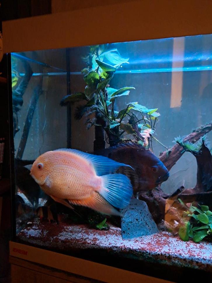 Severum, Dieren en Toebehoren, Vissen | Aquariumvissen, Zoetwatervis, Vis