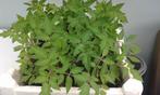 plants de tomates pyros, Jardin & Terrasse, Plantes | Jardin, Enlèvement, Annuelle