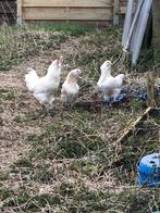 Poussins et œufs à éclore d'Ameraucana, Plusieurs animaux, Poule ou poulet