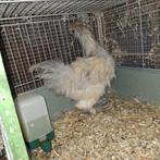 Zijdehoen haan, Mâle, Poule ou poulet