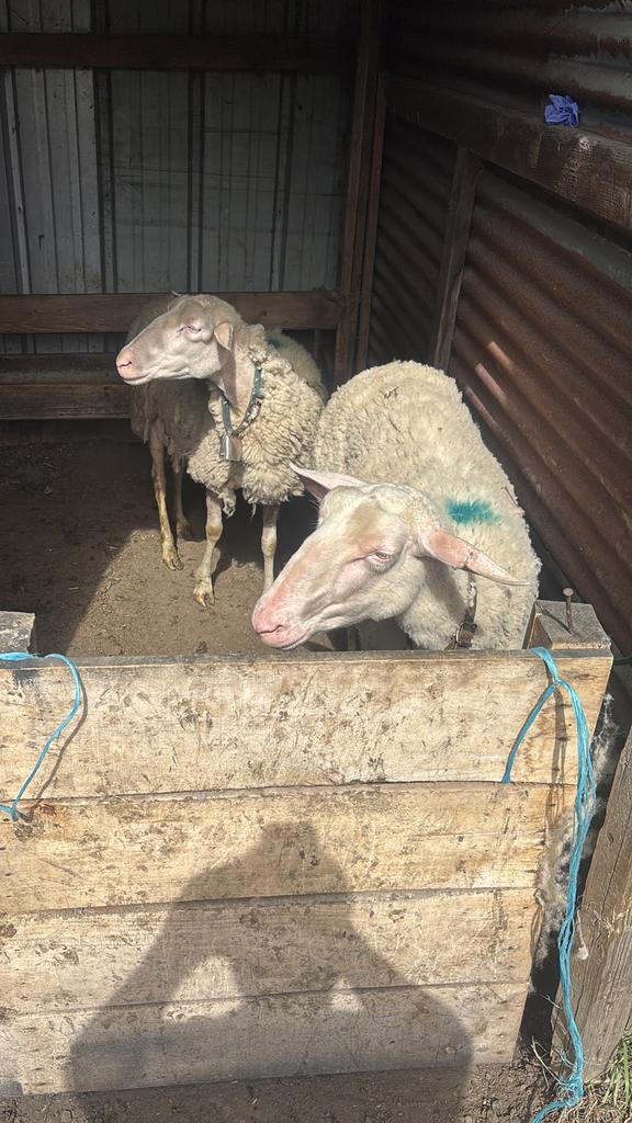 Brebis en lactation, Vrouwelijk, Schaap, 0 tot 2 jaar