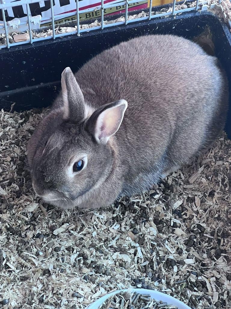Konijn weg te geven, Dieren en Toebehoren, Konijnen