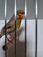 Kanarie Portugese harlekijn man, Animaux & Accessoires, Oiseaux | Canaris