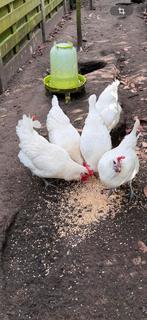 7 poule de bresse hennen, Dieren en Toebehoren, Vrouwelijk, Kip