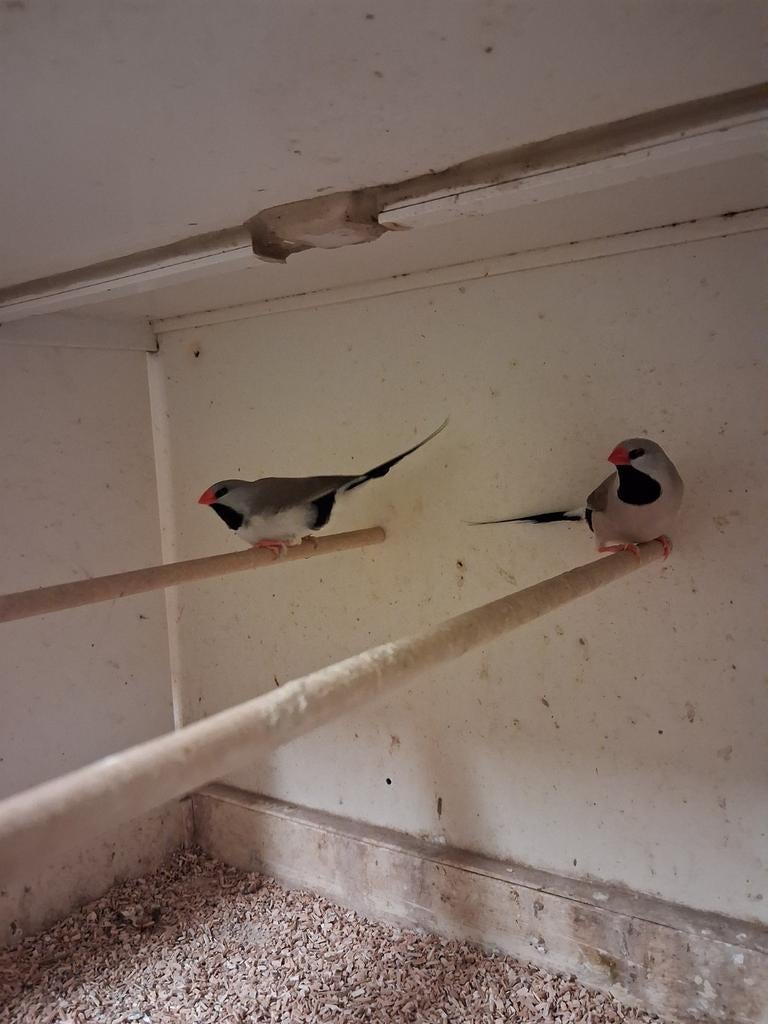 Spitsstaart amandine grijs TT, Dieren en Toebehoren, Meerdere dieren, Tropenvogel, Geringd