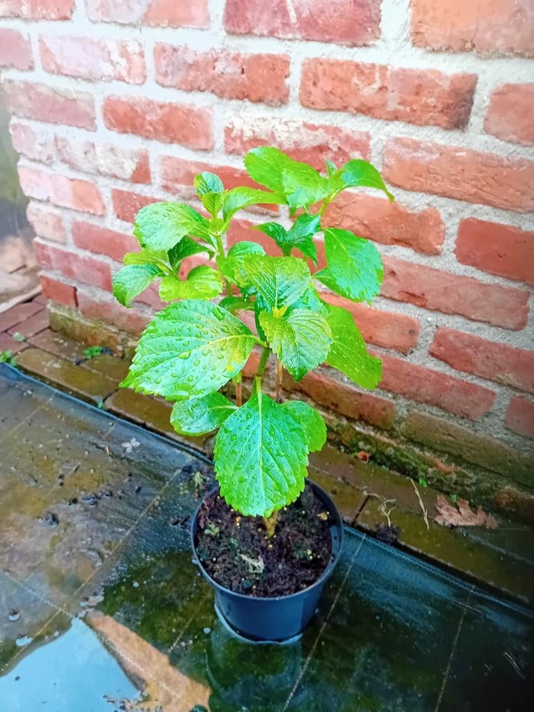 Hortensia, Tuin en Terras, Ophalen