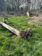 Appelboom boskop voor hout, Ophalen, Overige houtsoorten, Stammen