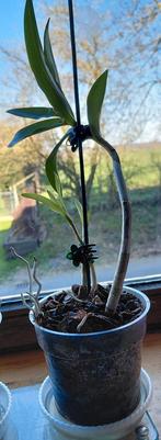 Orchidée Dendrobium kingianum, Ophalen, Overige soorten, Halfschaduw, In pot
