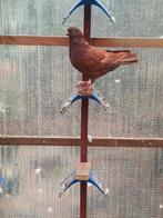 Mooie en gezonde duiven