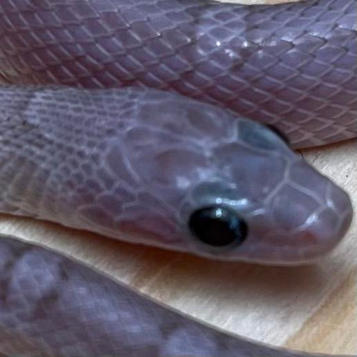 Hypo Pewter Korenslang 10 maand, man (Laatste!), Slang, Tam, 0 tot 2 jaar