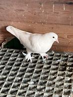 Takka duif wit man, Animaux & Accessoires, Oiseaux | Pigeons