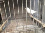 Wit dominant, Dieren en Toebehoren, Vogels | Kanaries, Mannelijk, Kleurkanarie