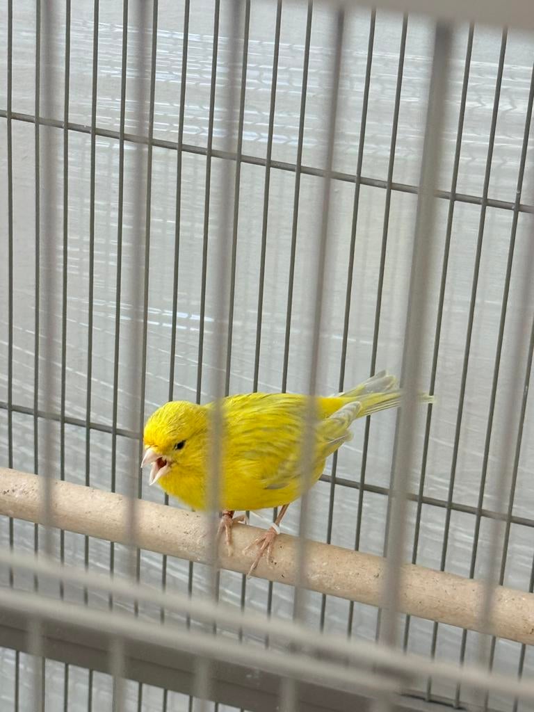 Top zinger kanarie man, Dieren en Toebehoren