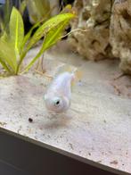 Aquarium vissen te koop of eventueel ruilen, Dieren en Toebehoren