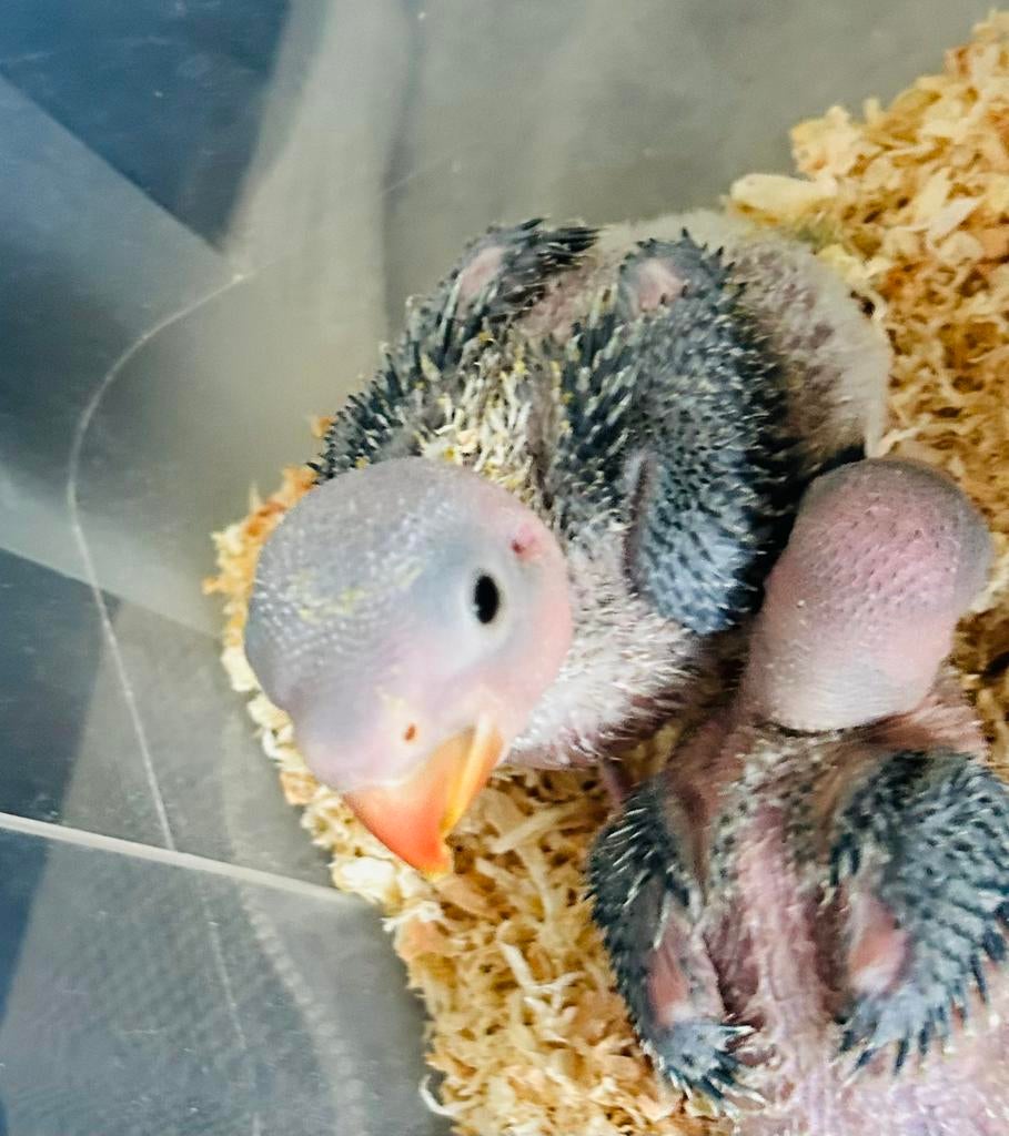 Jonge handtamme Alexander parkieten, Sexe inconnu, Domestique