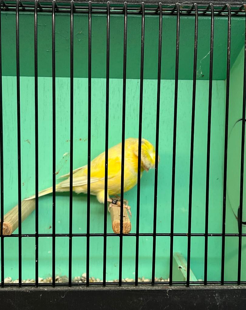 Glosters, Dieren en Toebehoren, Mannelijk, Postuurkanarie