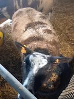 Bagger bonte jaarlingooi, Vrouwelijk, Schaap, 0 tot 2 jaar