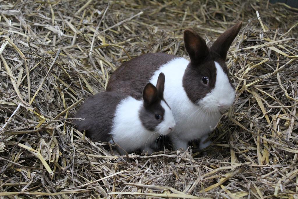 Hollander dwergkonijnen, Plusieurs animaux, Taille moyenne, 0 à 2 ans