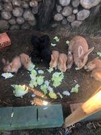 Duitse reuzen, Dieren en Toebehoren, Meerdere dieren, Groot, 0 tot 2 jaar