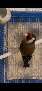 Chardonneret parva, Dieren en Toebehoren, Vogels | Overige Vogels