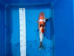 Japanse koi, Dieren en Toebehoren, Vissen | Vijvervissen, Karper of Koi