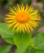 Grote koeienoog (vaste plant), Tuin en Terras, Ophalen