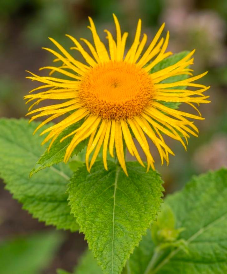 Grote koeienoog (vaste plant), Tuin en Terras, Bloembollen en Zaden, Ophalen