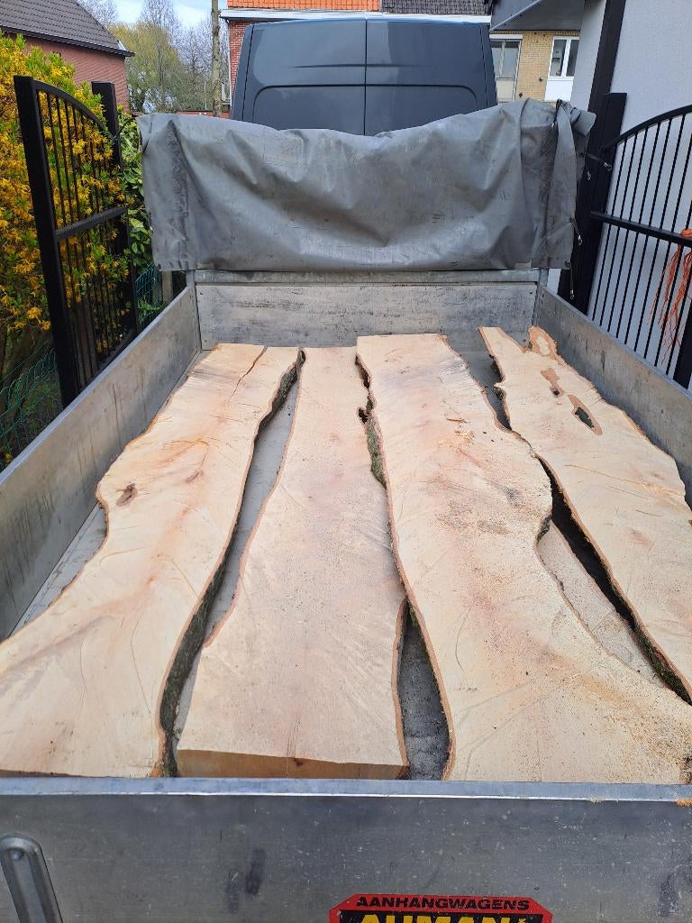 Berken Schaaldelen, Ophalen