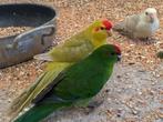 Kakariki kakarikis, Animaux & Accessoires, Plusieurs animaux, Perruche, Bagué